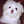Baby The Maltese