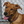Schooner The Dog