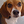 Pocket Beagle