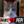 Herbie the Cat