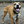Smilin'PitBullRescue