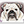 English Bulldogs