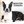 Boston Terrier Group