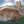 Canmore Rabbit