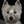 Gabby Westie