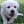 Truebred Labradors