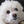 Katie Bichon
