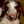 DREAMDachshundRescue