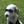 Poochie Gabbana