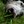 diesel the greyhound