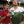 andrew flintoff