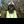 Chris Gayle