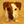 i Wuv Dogs