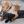 Funny Animals