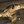 Bronx Zoo's Cobra