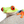 Caribbean Amphibian