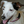 Lucy Puppy Princess
