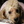 Peaches The Poodle