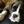 Pro Dogs Direct