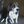 Mailo the beagle