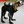 SEAL_Dog6