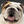 The Dog Daily