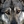 angeloncalldogrescue