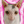 catster