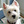 Macintosh Westie