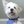 Seamus the Dog