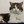 Larry The Cat