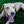 NMAR Dog Rescue