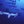 Sharks Sea Turtles