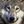 AwesomeWolves