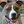 Dogtopia 
