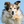 Dogs In Canada