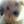 Layla The Dog