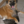 PetsWeekly