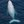Migaloo the Whale