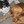2dogs,3cats