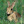 Haverhill Bunny