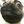 The Pug