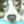 Contessa the PitBull