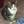 CLAWS cat rescue 