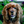 SeniorDogs
