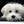 Maltese Dogs