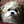 Victoria Dogs
