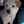 PoopyPet.com
