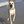 Oregon Coast Pets
