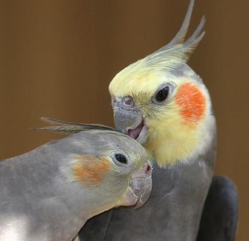 Normal Grey Pair